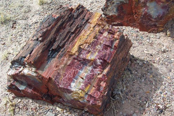 Petrified wood